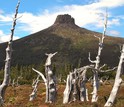 Trees below Mount Pelion East, Tasmania, an area where forests have been replaced by shrubs.